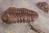 Prone Red Morocops Trilobite - Hmar Laghdad, Morocco #329732-3